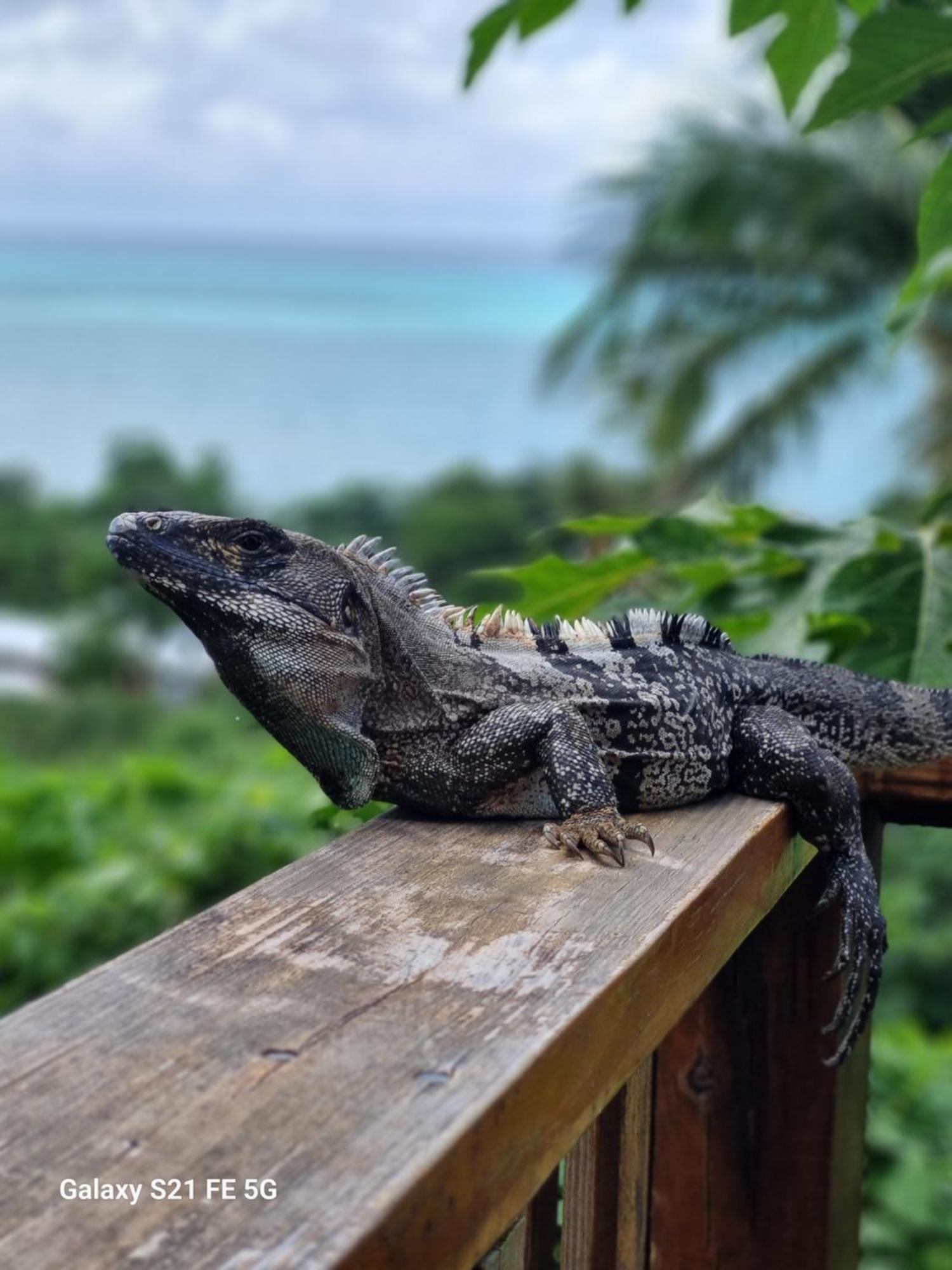 Frenchy'S Villa Aguadulce Kültér fotó